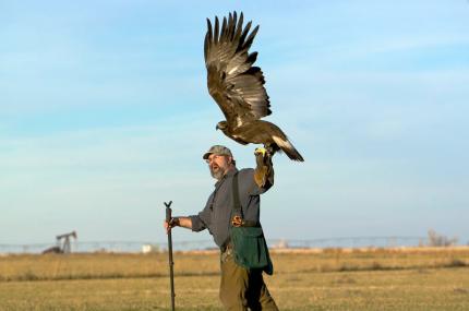 Prairie falcon  Washington Department of Fish & Wildlife