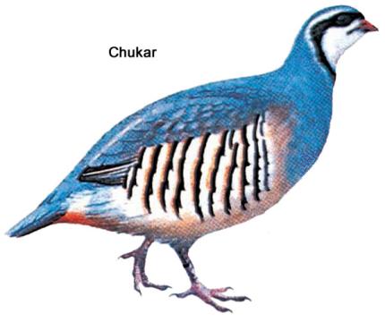 chukar_graphic.jpg?itok=SRL75i06