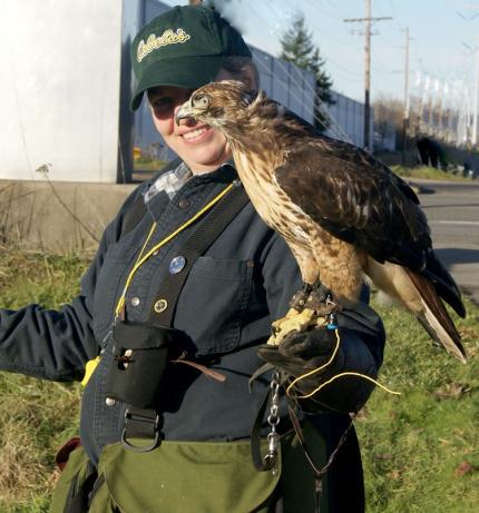 Falconer with a red-tailed hawk perched on her gloved arm.