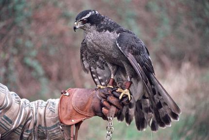 Closeup image of a falconer's gloved arm with a Goshawk perched on his fist.