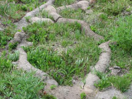 A system of tunnels protrudes above a fielded surface.