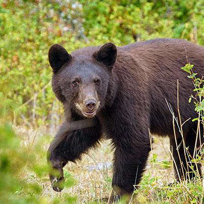 Young black bear walking through a field