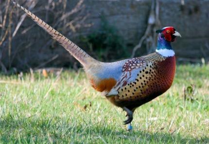 Closeup photo of a beautiful pheasant clearly showing the vibrant colors of its plumage.