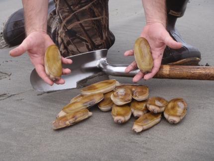 Photo of a razor clam limit on the beach with a clam shovel