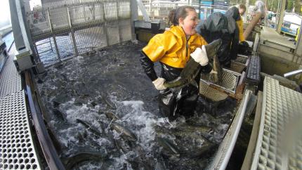 Chum salmon spawning at Hoodsport Hatchery