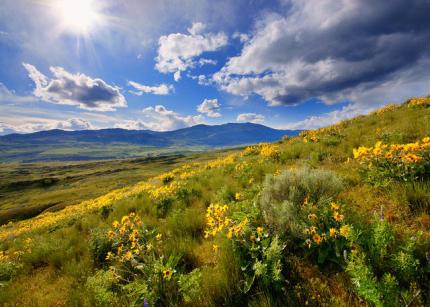 Scenic photo showing grassy hills, wildflowers, and mountains with dramatic clouds in the sky.