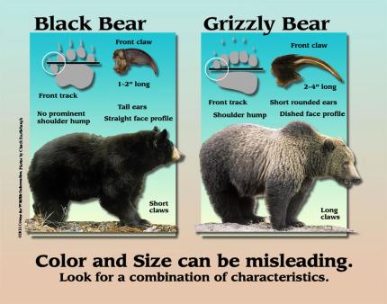 Comparison of black bear and grizzly bear