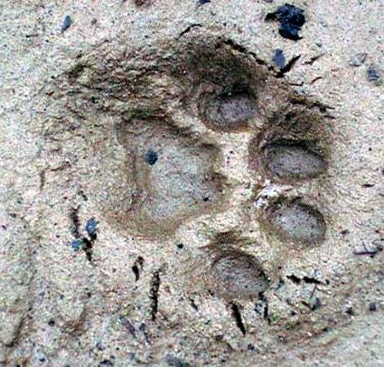 A bobcat footprint.