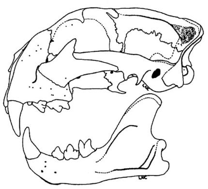 Image of a cougar skull.