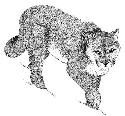 a puma runs with a sudden burst of speed. which process gives the puma the energy it needs 