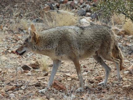 the one about coyote going west