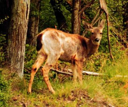 Hair-loss syndrome in deer | Washington 