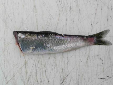 Closeup of a plug cut herring