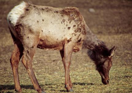 Cow elk showing hair loss due to winter tick infestation