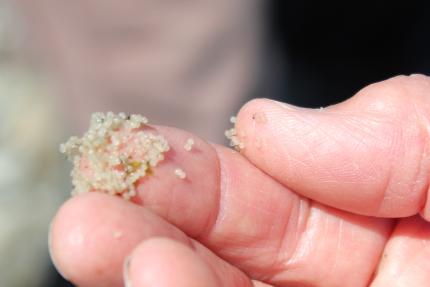 Photo showing dozens of forage fish eggs on a researcher's fingertip