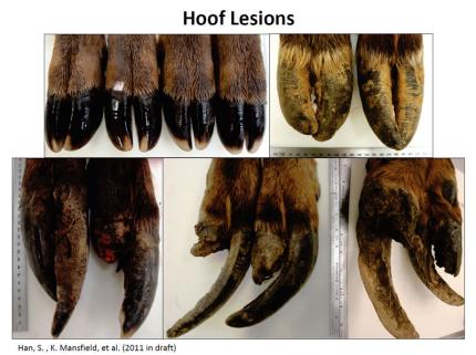 Image showing different forms of hoof disease