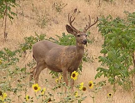 Mule deer buck showing signs of normal seasonal molt.