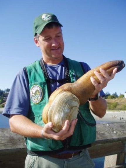 WDFW employee holds large geoduck