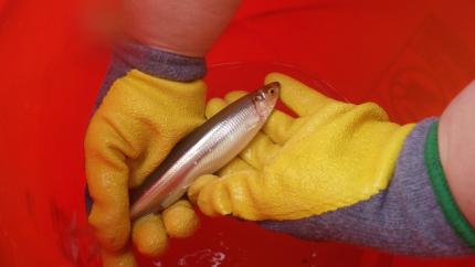 Surf smelt in gloved hands of researcher.