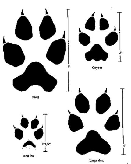 Graphic showing paw prints of wolves, coyotes, red foxes, and dogs