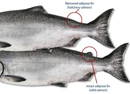 salmon hatchery fin fish washington chinook adipose wild fishing marking mass king coho ocean wdfw wa removed yakima tagging their