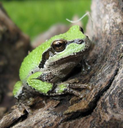 Closeup image of a green pacific treefrog on a branch