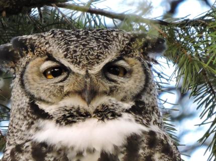 A great horned owl sits in a tree.