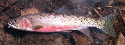 Westslope Cutthroat Trout | Washington Department Of Fish & Wildlife