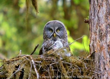 Adult Great gray owl and chick in a nest in a tree branch