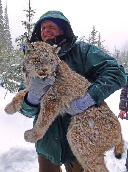 Researcher holding an immobilized lynx in the snow