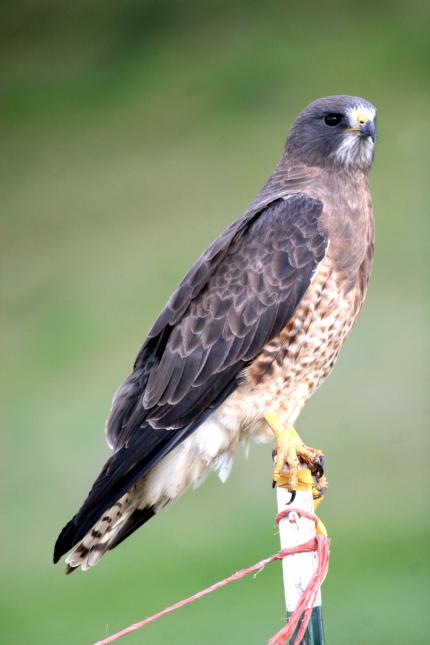 Swainson's hawk | Washington Department of Fish & Wildlife