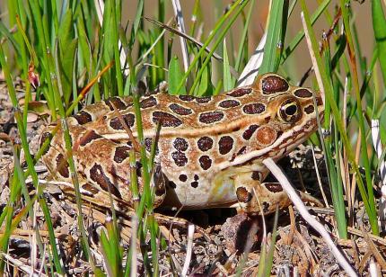 Largish brown and tan frog with dark brown spots crouched in the grass