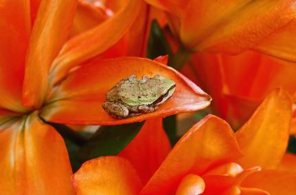 Small brown and green Pacific treefrog sitting on red and orange flower petals 
