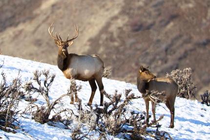 Snow makes life difficult for deer