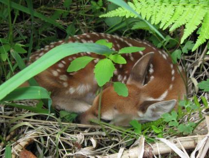 Deer fawn