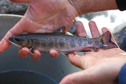 Brook Trout | Washington Department Of Fish & Wildlife