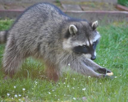 Chernobyl Raccoon Egg Raccoon Baits - North American Wildlife and Habitat