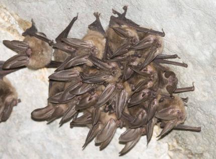 A group of Townsends big-eareds roost on a rocky ceiling.