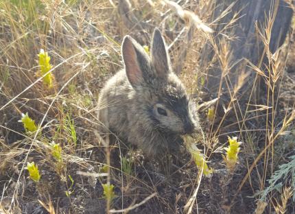A small pygmy rabbit sits in early morning sun. 