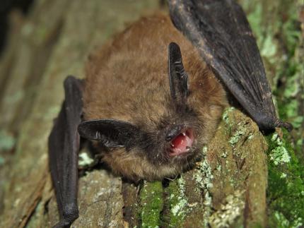 Little brown bat | Washington Department of Fish & Wildlife