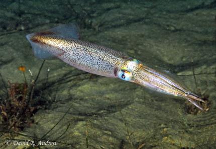 Closeup underwater picture of a squid showing the myriad of iridescent colors and patterns on the hood and tentacles