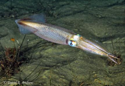 Calamari Season - On The Water