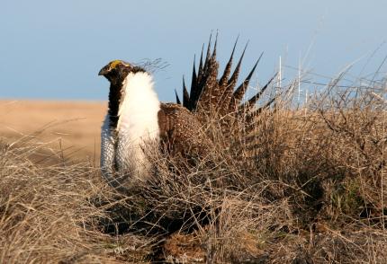 Male greater sage-grouse displaying on a lek in northern Douglas County