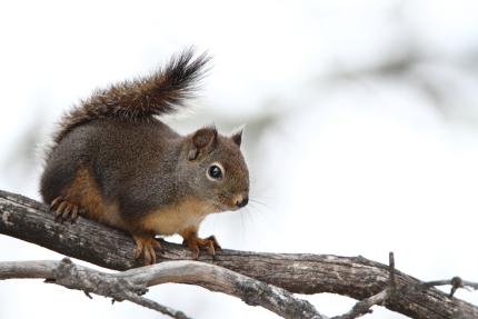 Small Douglas squirrel perched on a narrow tree branch. Its tail is standing up and bent over its body.