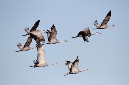 Flock of seven sandhill cranes in flight
