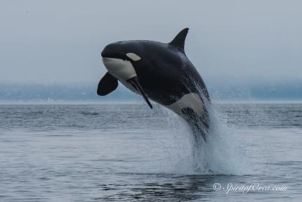 Killer whale fully breached and out of the water