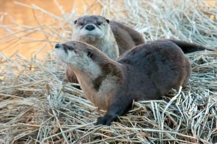 River Otter Washington Department Of Fish Wildlife - 