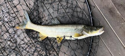 Northern pikeminnow in a net on a dock