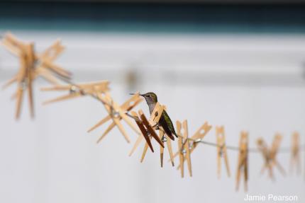 Hummingbird on clothesline