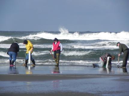 Digging Razor Clams in Washington 